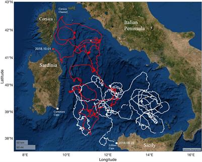 Testing a Novel Aggregated Methodology to Assess Hydrodynamic Impacts on a High-Resolution Marine Turtle Trajectory